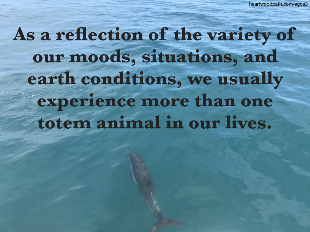 Picture dolphin swimming - As a reflection of the variety of our moods, situations, and earth conditions, we usually experience more than one totem animal in our lives