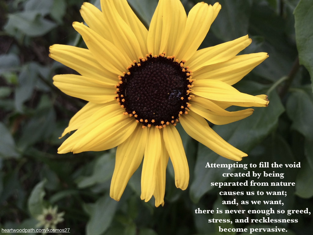 picture flower and quote Attempting to fill the void created by being separated from nature causes us to want; and, as we want, there is never enough so greed, stress, and recklessness become pervasive