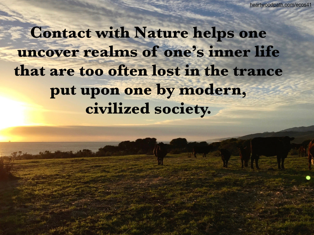 Picture cows sunset grass field quote Contact with Nature helps one uncover realms of one’s inner life that are too often lost in the trance put upon one by modern, civilized society