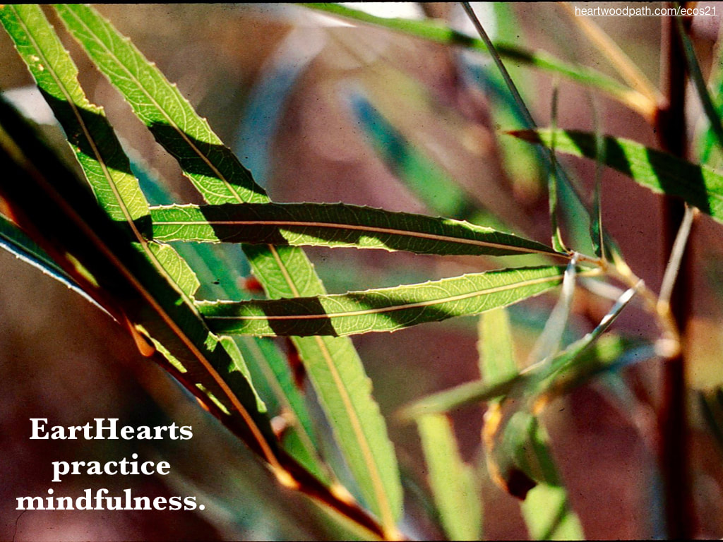 Picture reflection leaves quote EartHearts practice mindfulness