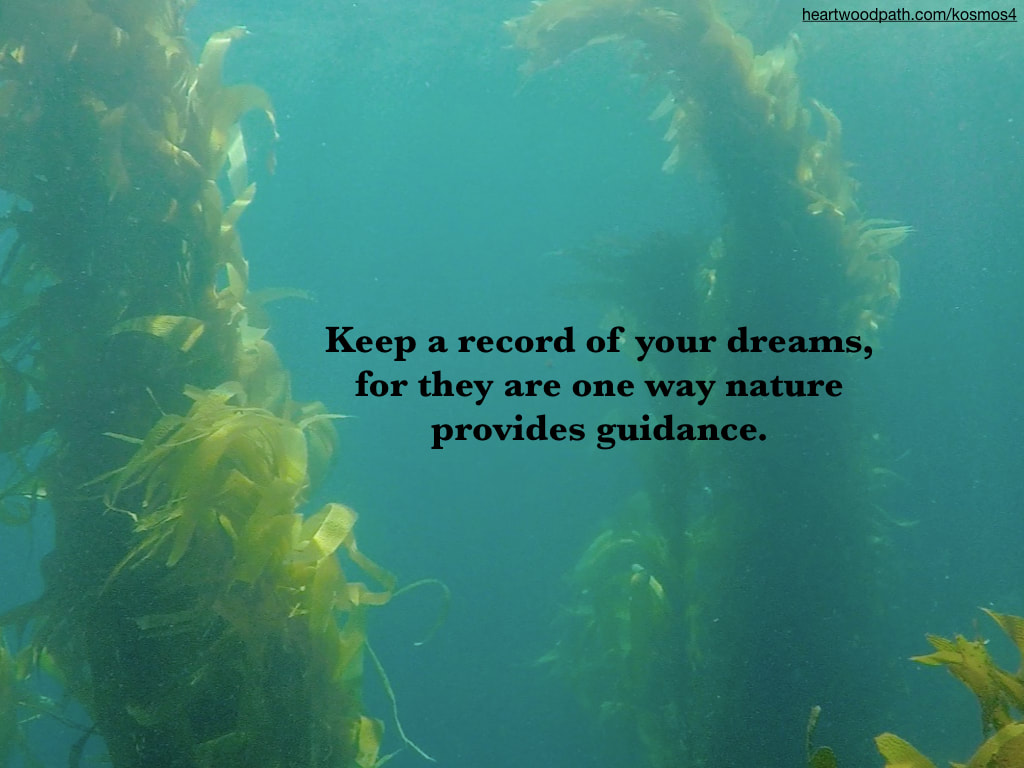 picture of seaweed and a quote Keep a record of your dreams, for they are one way nature provides guidance