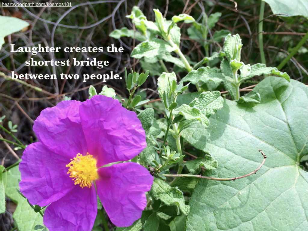 Picture purple flower with quote Laughter creates the shortest bridge between two people