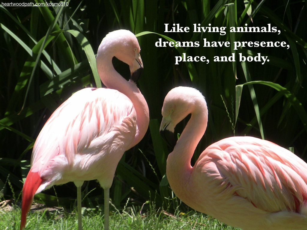 picture of flamingos and quote Like living animals, dreams have presence, place, and body