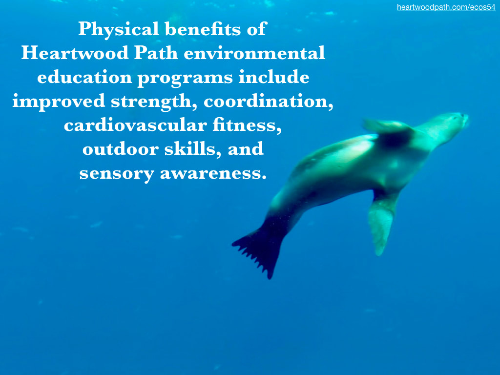 Picture sea lion underwater blue water quote Physical benefits of Heartwood Path environmental education programs include improved strength, coordination, cardiovascular fitness, outdoor skills, and sensory awareness