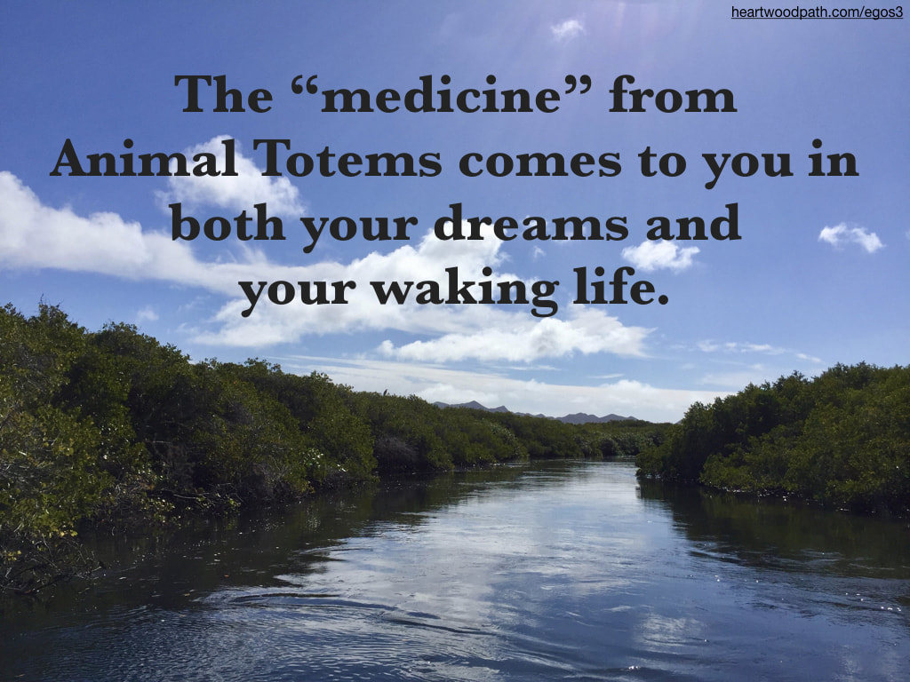Picture mangrove with quote The “medicine” from Animal Totems comes to you in both your dreams and your waking life