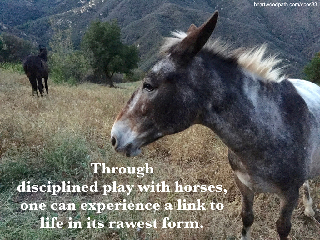 Picture donkey mountain quote Through disciplined play with horses, one can experience a link to life in its rawest form