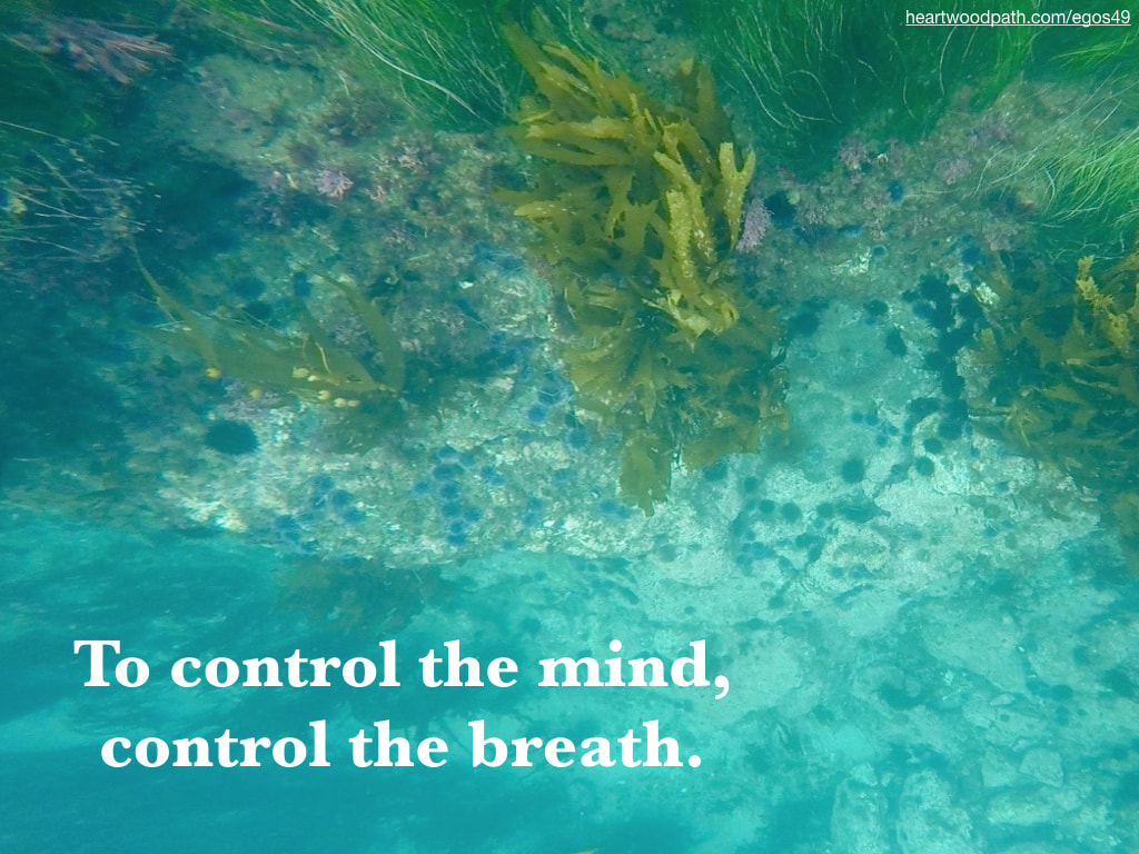 Picture underwater eel grass urchin quote To control the mind, control the breath