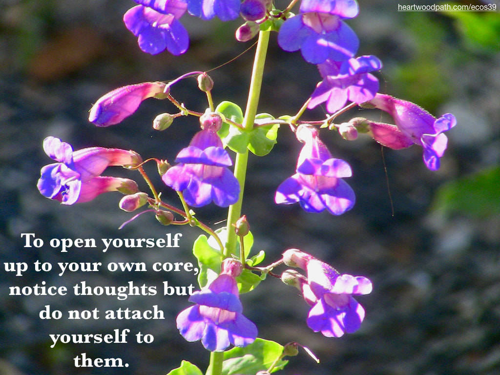 Picture purple flowers quote To open yourself up to your own core, notice thoughts but do not attach yourself to them