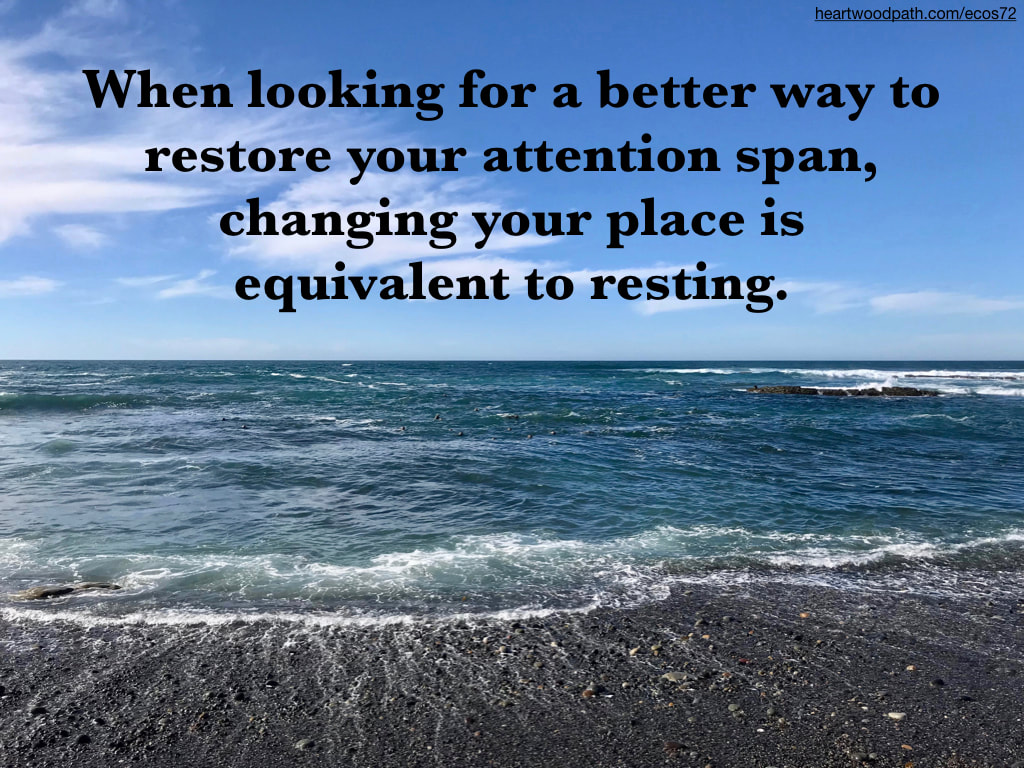 Picture sea lions in ocean pebbles beach quote When looking for a better way to restore your attention span, changing your place is equivalent to resting