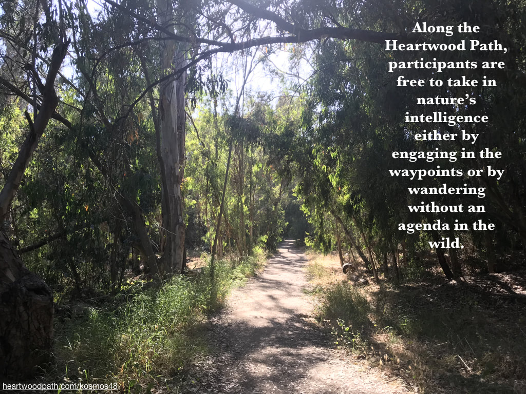 picture of forest path with words Along the Heartwood Path, participants are free to take in nature’s intelligence either by engaging in the waypoints or by wandering without an agenda in the wild