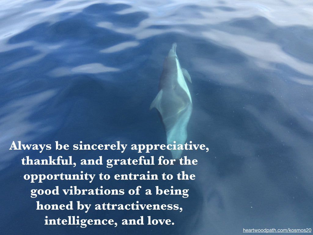 picture of dolphin and quote Always be sincerely appreciative, thankful, and grateful for the opportunity to entrain to the good vibrations of a being honed by attractiveness, intelligence, and love