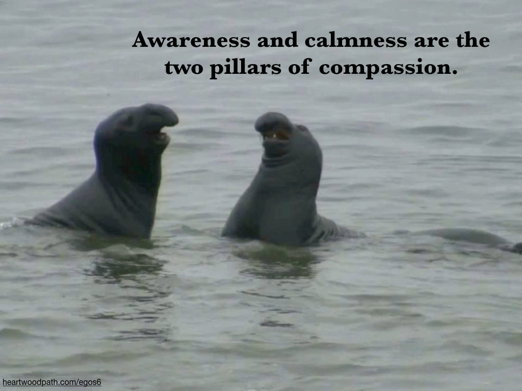 Picture fighting elephant seal quote Awareness and calmness are the two pillars of compassion