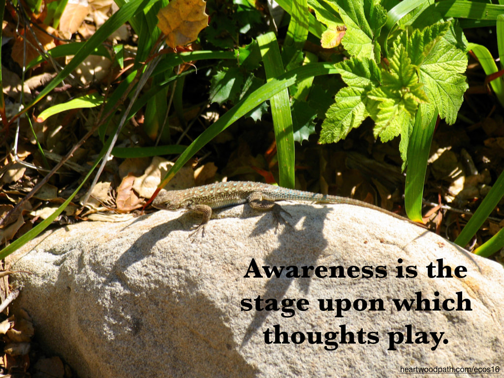 Picture blue belly lizard quote Awareness is the stage upon which thoughts play