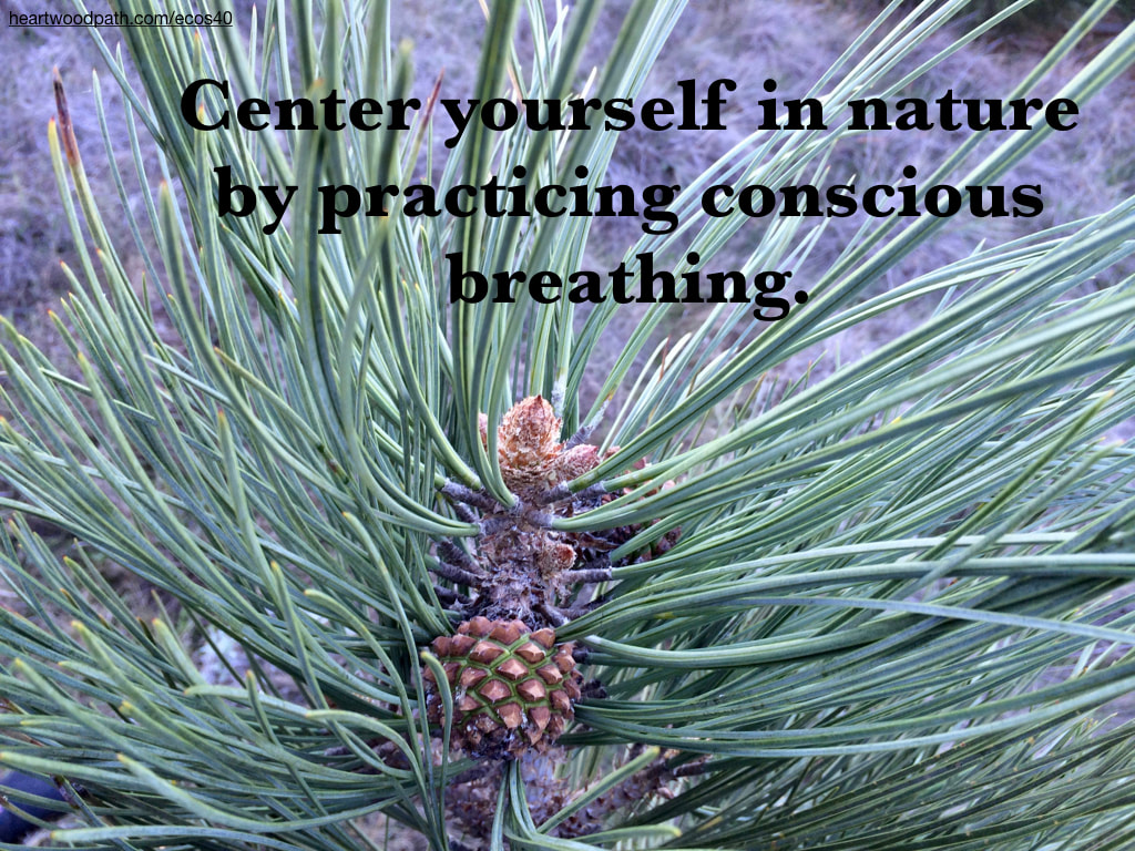 Picture torrey pine cone quote Center yourself in nature by practicing conscious breathing