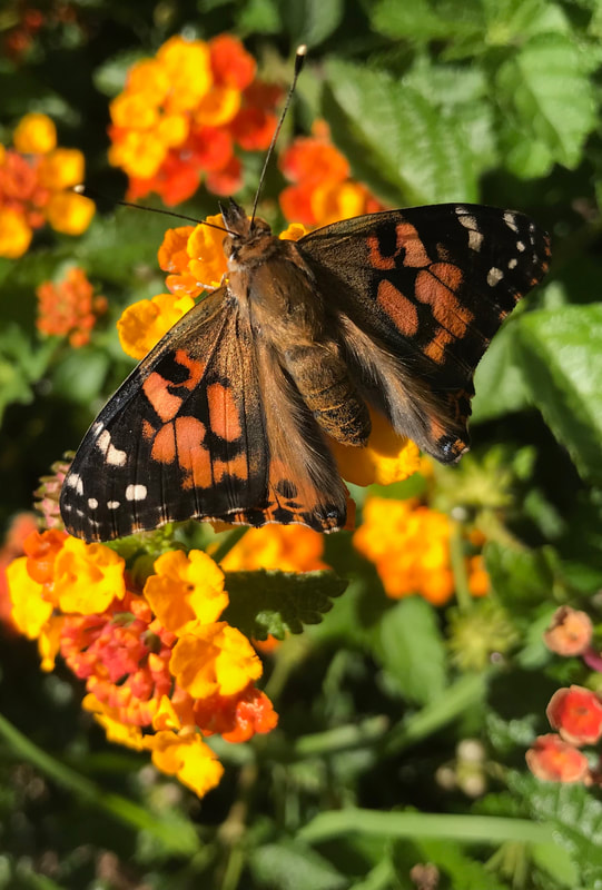 Picture-connecting-with-nature-eco-psychology-course-butterfly-flower