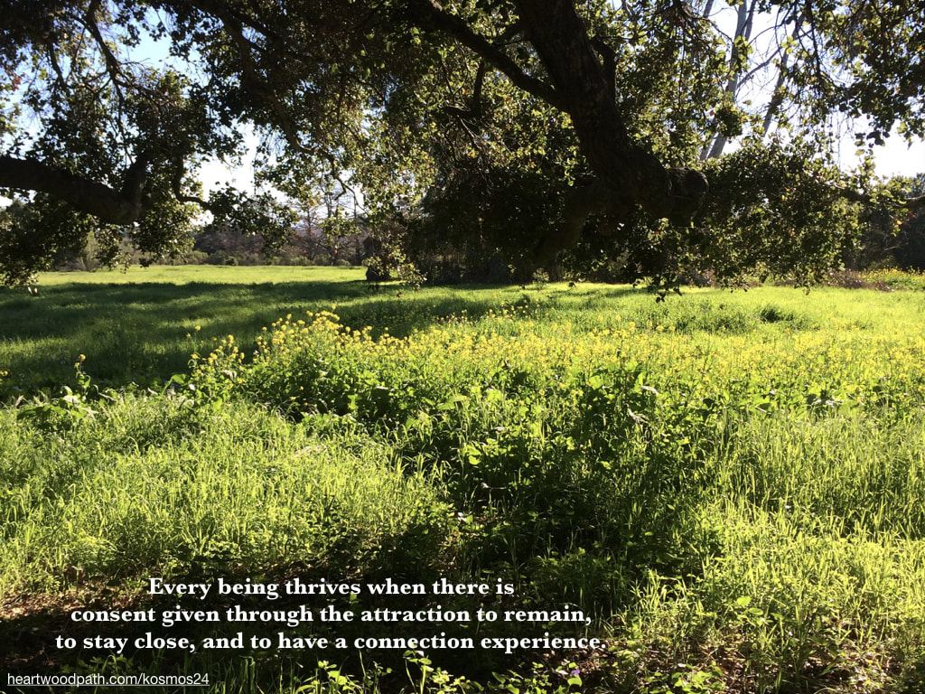 picture of grassy field and words Every being thrives when there is consent given through the attraction to remain, to stay close, and to have a connection experience