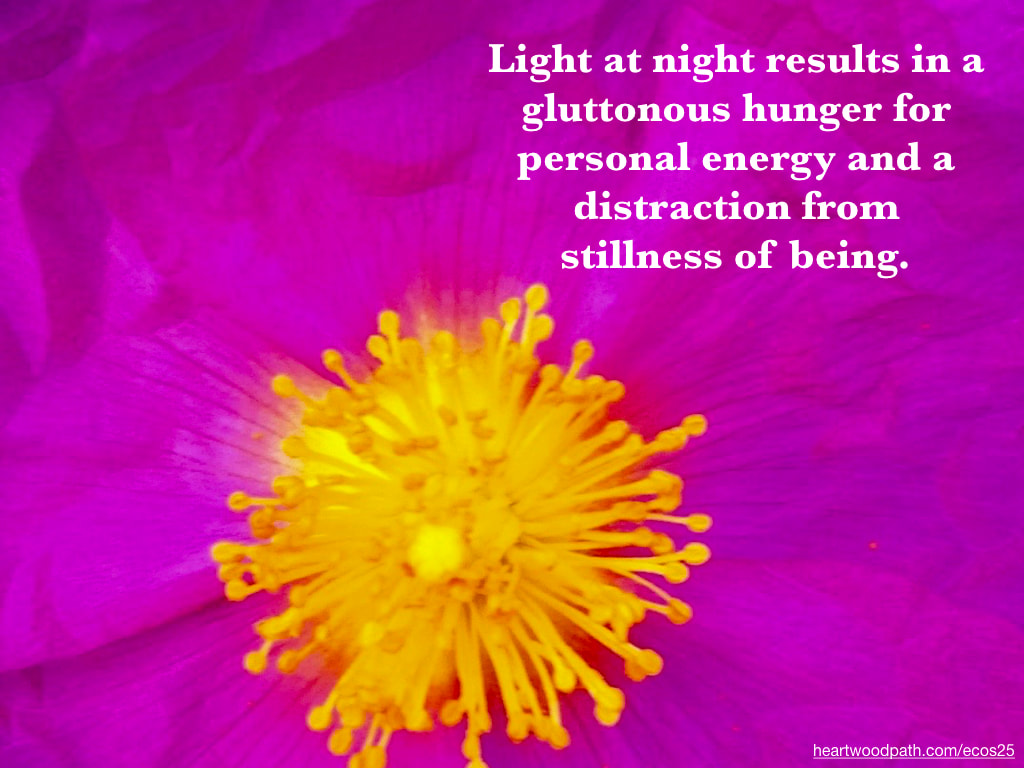 Picture pink flower yellow center quote Light at night results in a gluttonous hunger for personal energy and a distraction from stillness of being