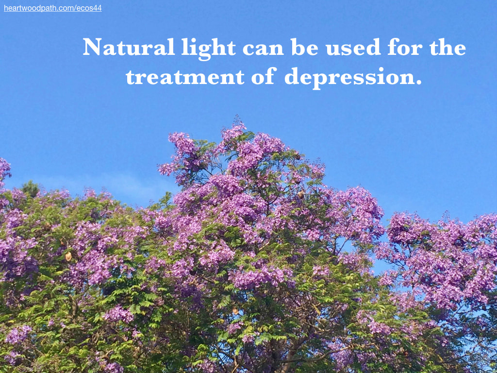 Picture jacaranda blue sky quote Natural light can be used for the treatment of depression
