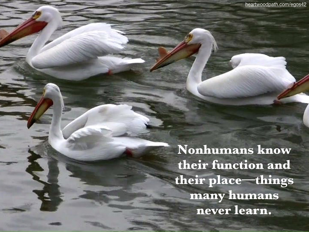 Picture white swans lake quote Nonhumans know their function and their place––things many humans never learn