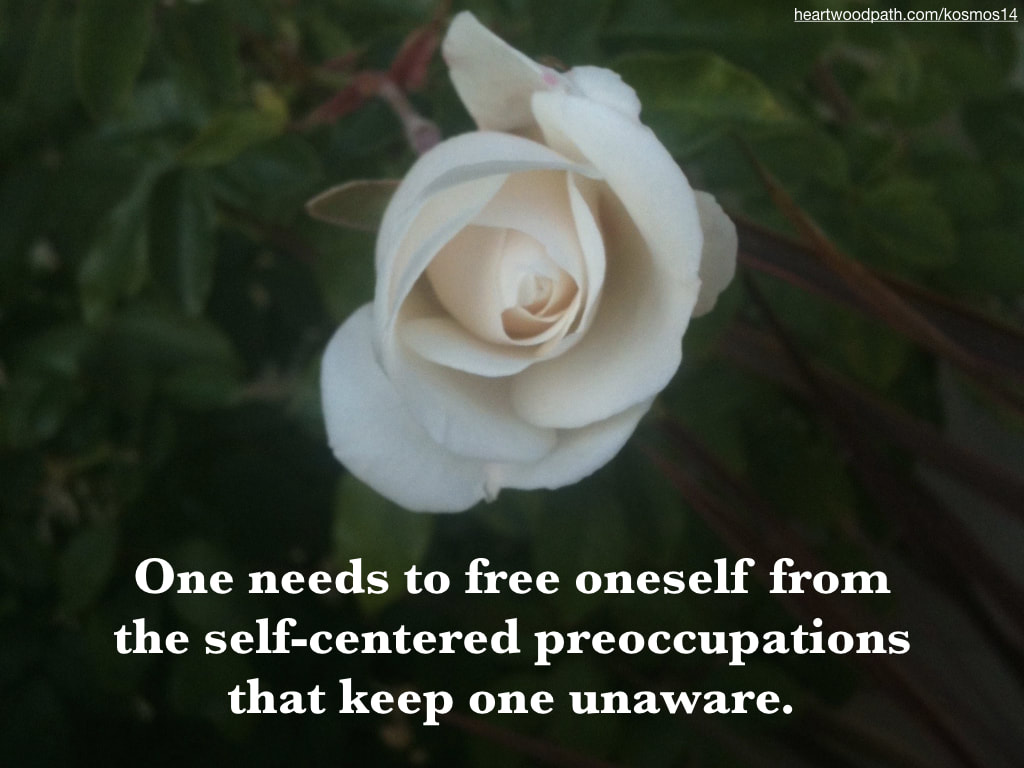 picture of rose and quote One needs to free oneself from the self-centered preoccupations that keep one unaware