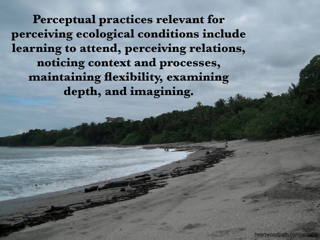Picture rainforest beach quote Perceptual practices relevant for perceiving ecological conditions include learning to attend, perceiving relations, noticing context and processes, maintaining flexibility, examining depth, and imagining