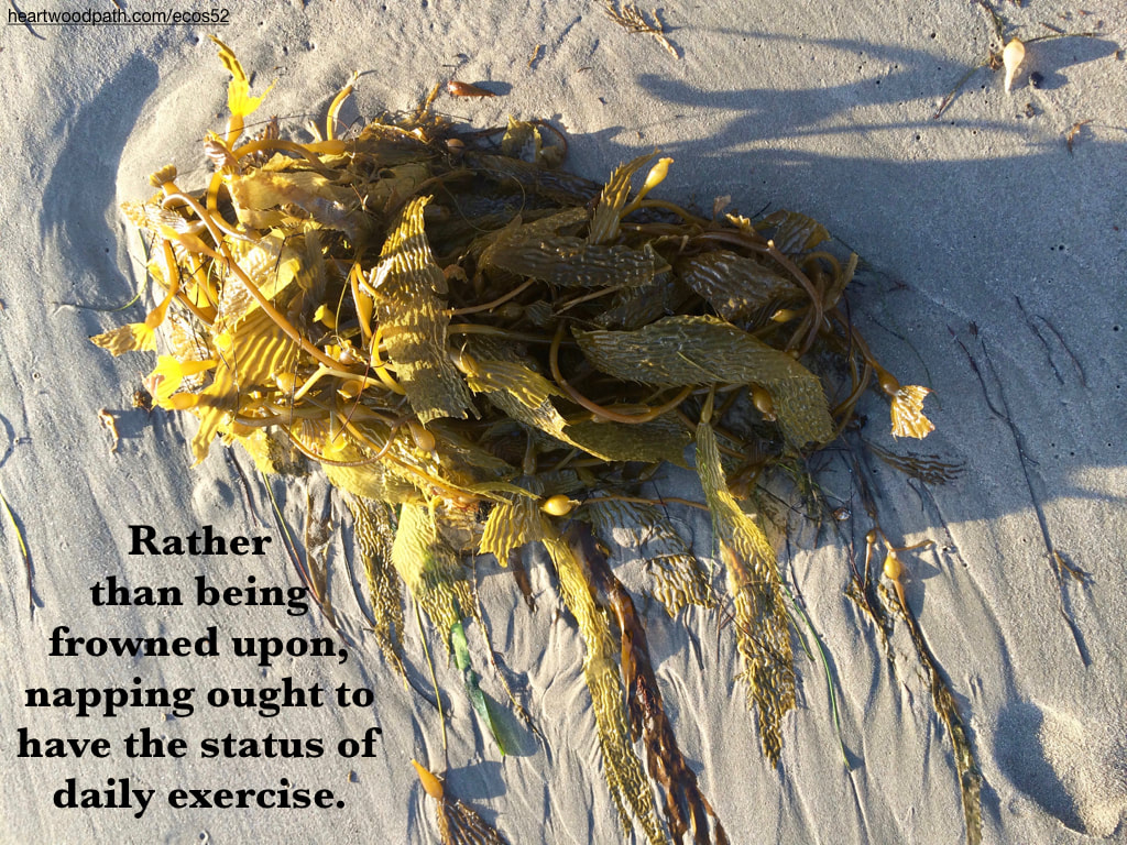 Picture seaweed on sand quote Rather than being frowned upon, napping ought to have the status of daily exercise