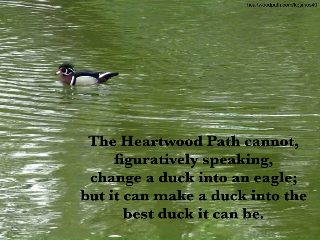 picture of duck on the lake and quote The Heartwood Path cannot, figuratively speaking, change a duck into an eagle; but it can make a duck into the best duck it can be