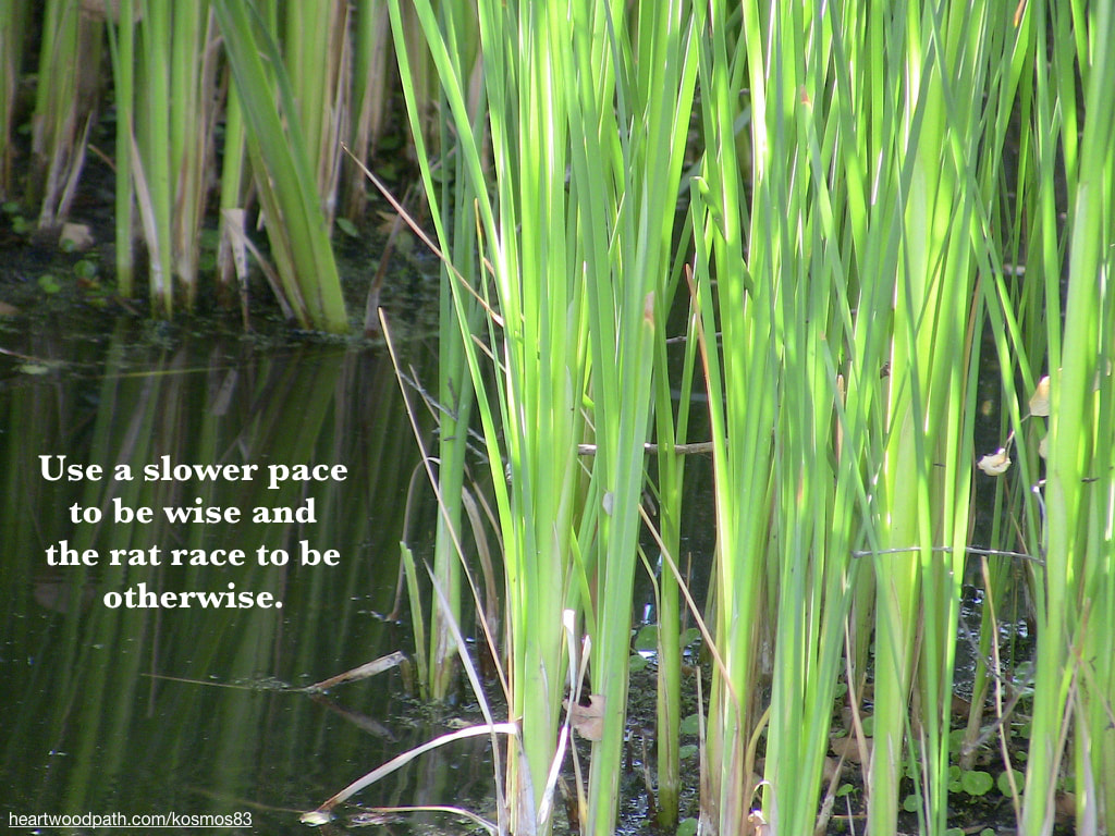 Picture green grass in swamp with quote Use a slower pace to be wise and the rat race to be otherwise