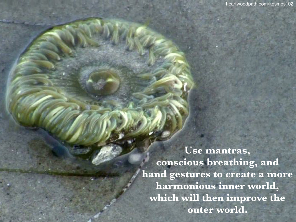Picture anemone quote Use mantras, conscious breathing, and hand gestures to create a more harmonious inner world, which will then improve the outer world