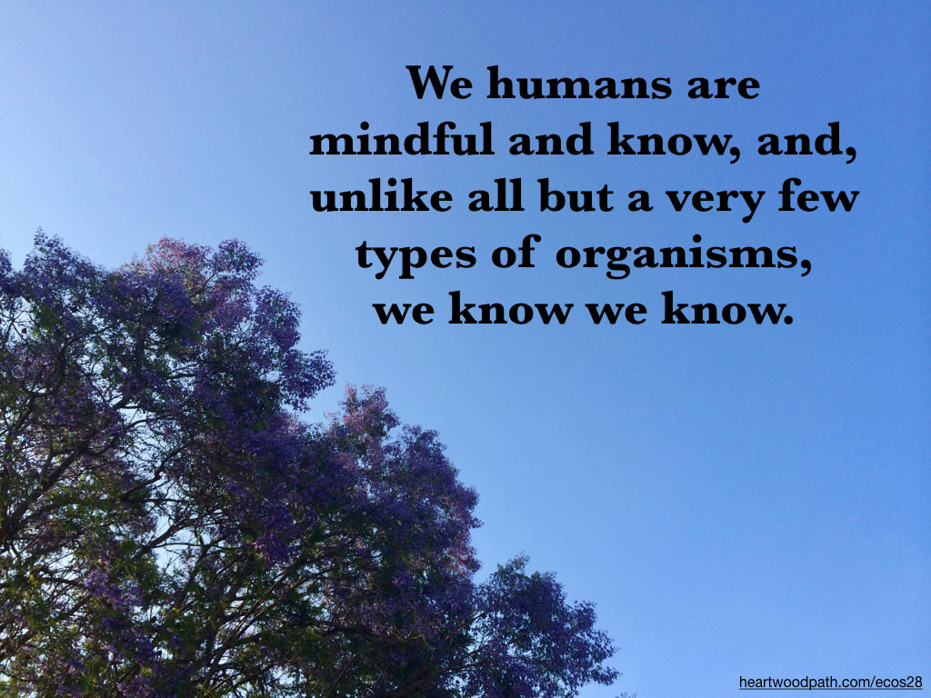 Picture jacaranda purple flowers tree quote We humans are mindful and know, and, unlike all but a very few types of organisms, we know we know