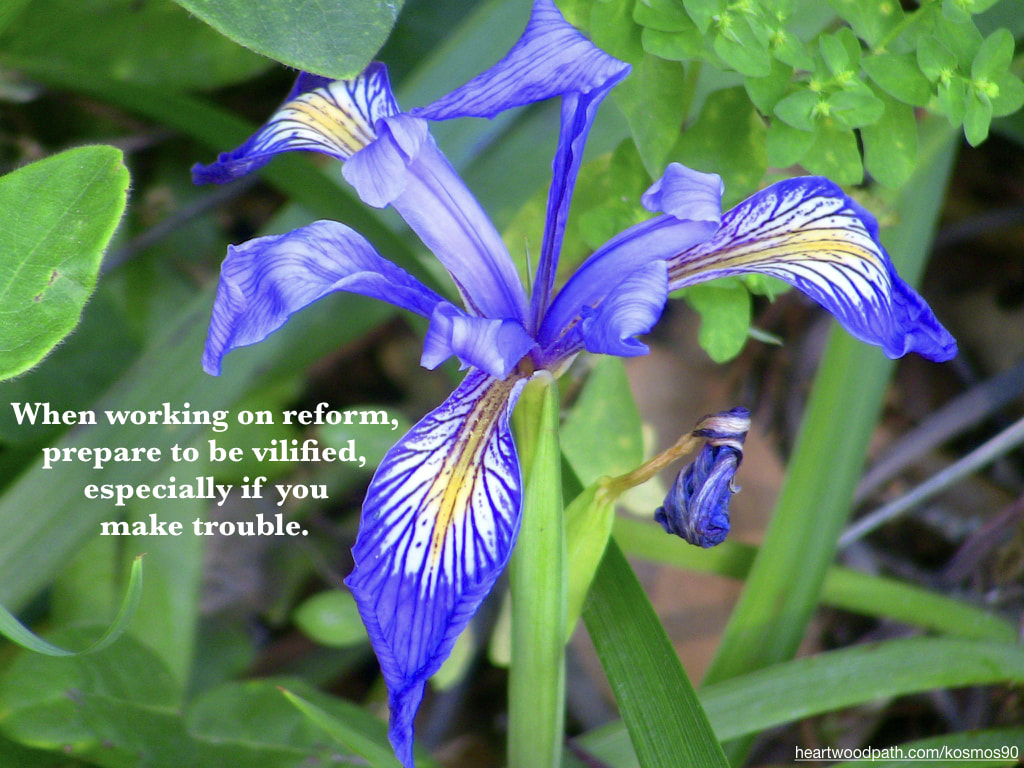Picture purple yellow flower with quote When working on reform, prepare to be vilified, especially if you make trouble