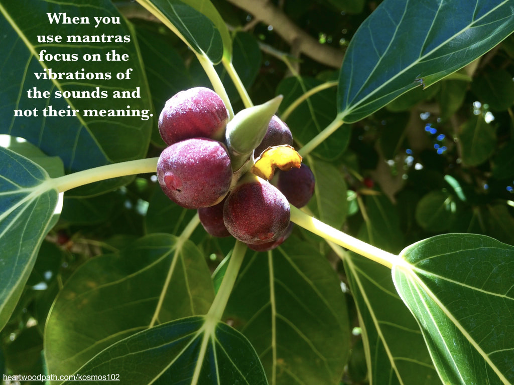 Picture red buds on tree with quote When you use mantras focus on the vibrations of the sounds and not their meaning