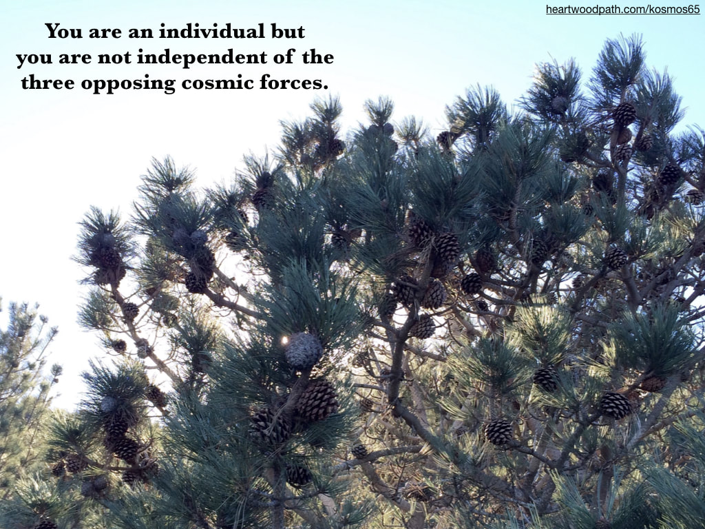 Picture torrey pine tree with words - You are an individual but you are not independent of the three opposing cosmic forces